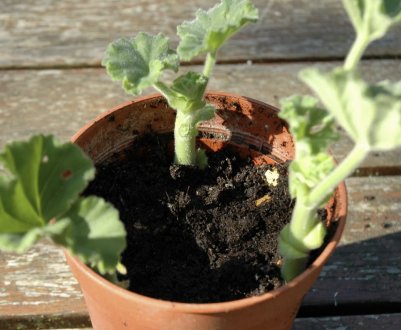 Що робити, якщо герань не цвіте