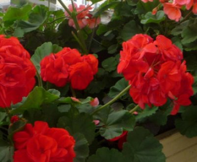 Плющевидная герань: догляд в домашніх умовах