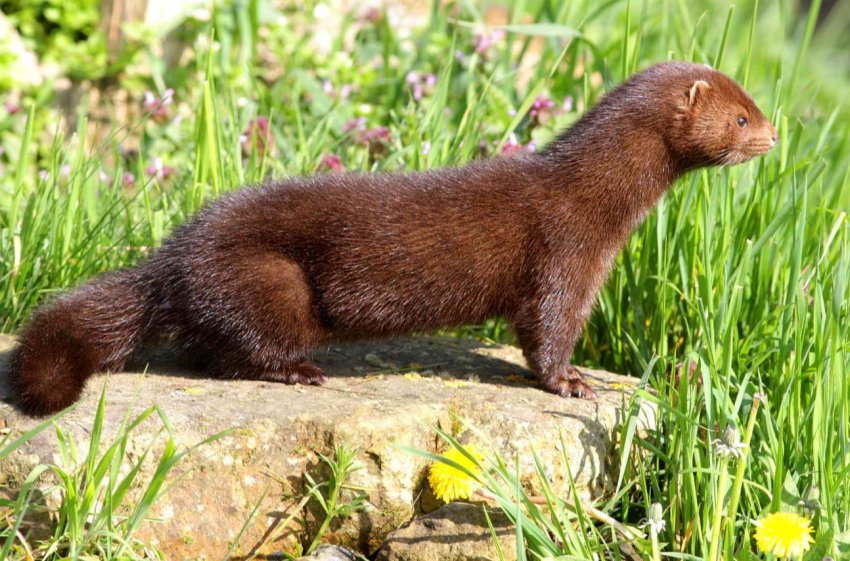 Українські норкові ферми пройшли міжнародну сертифікацію Українські норкові ферми пройшли міжнародну сертифікацію