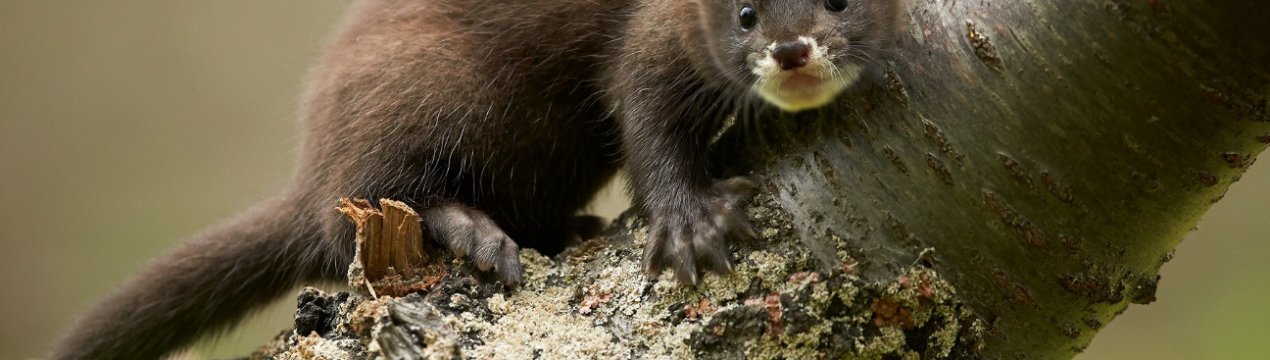 Українські норкові ферми пройшли міжнародну сертифікацію