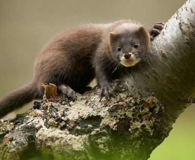  Українські норкові ферми пройшли міжнародну сертифікацію