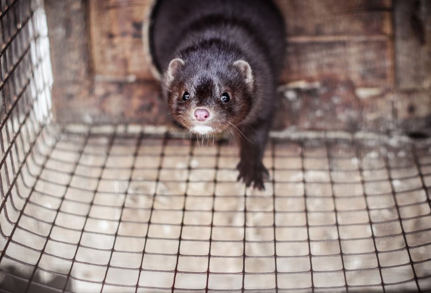 Українські норкові ферми пройшли міжнародну сертифікацію Українські норкові ферми пройшли міжнародну сертифікацію