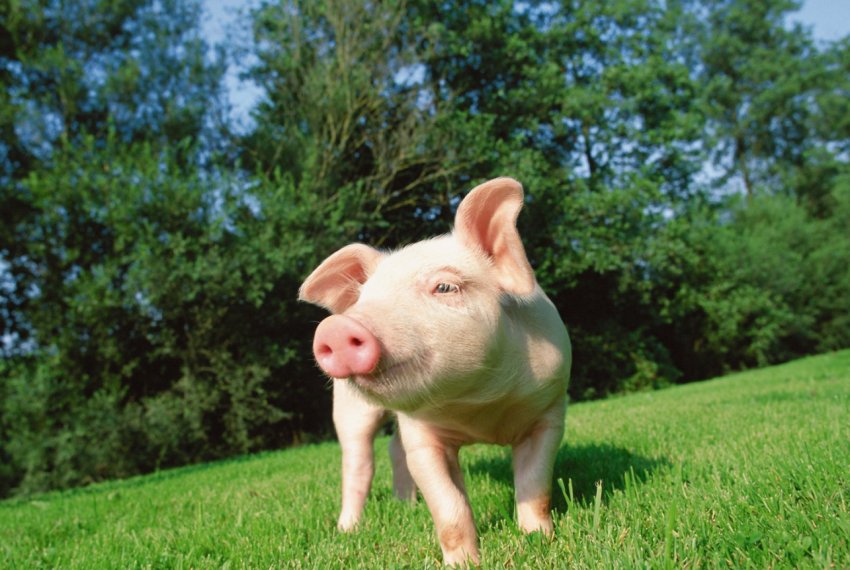 З-за АЧС у В'єтнамі збільшується кількість вибракуваних свиней