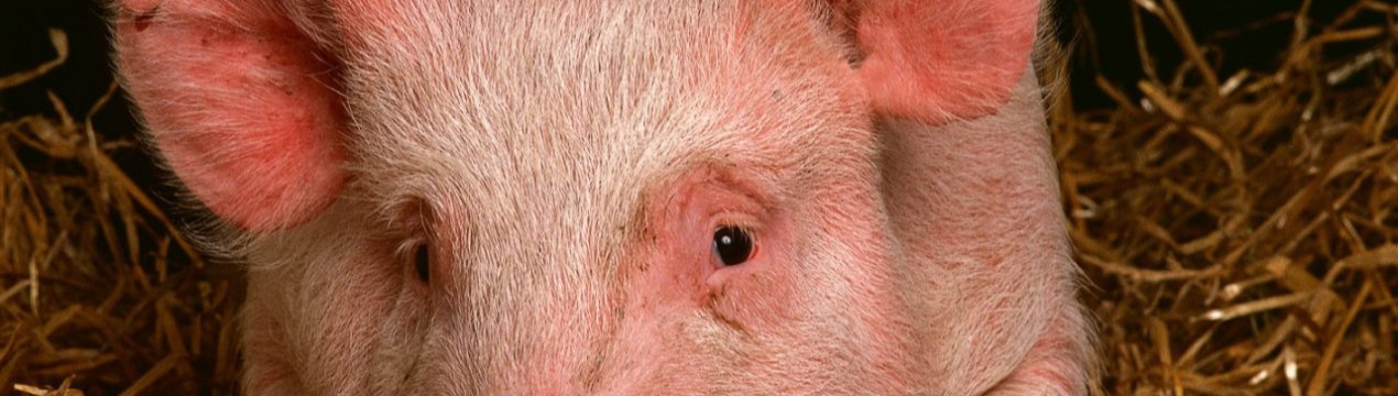 Через АЧС у В'єтнамі збільшується кількість вибракуваних свиней