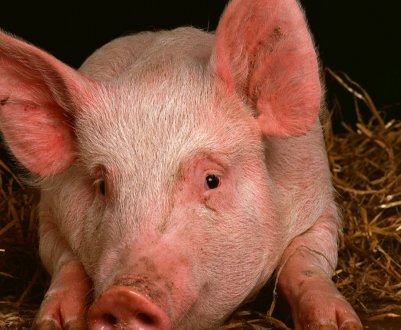 Через АЧС у В'єтнамі збільшується кількість вибракуваних свиней