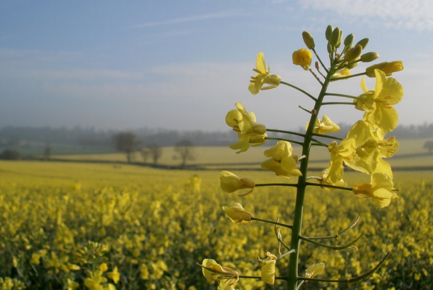 Попри рятівний дощ, врожай ріпаку в Європі очікується низьким