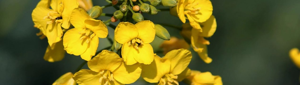 Незважаючи рятівний дощ, врожай ріпаку в Європі очікується низьким