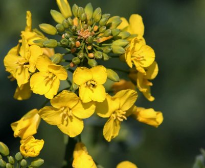 Незважаючи рятівний дощ, врожай ріпаку в Європі очікується низьким