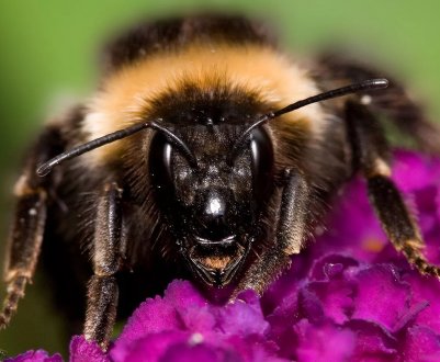 Фермер з Одеської області погодився виплатити компенсацію за загиблих бджіл
