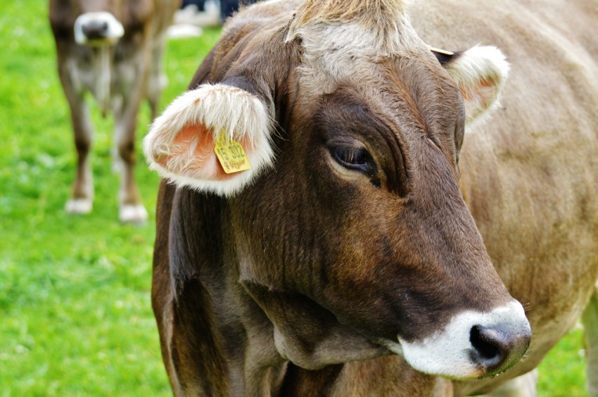 В Ірландії збільшується поголів'я молочних корів В Ірландії збільшується поголів'я молочних корів