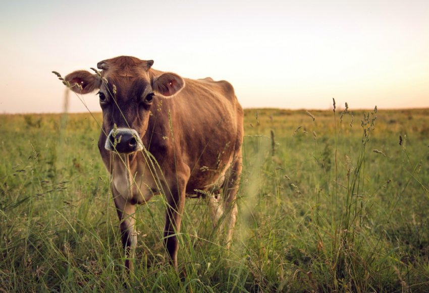 В Ірландії збільшується поголів'я молочних корів В Ірландії збільшується поголів'я молочних корів