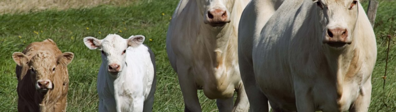 В Ірландії збільшується поголів'я молочних корів