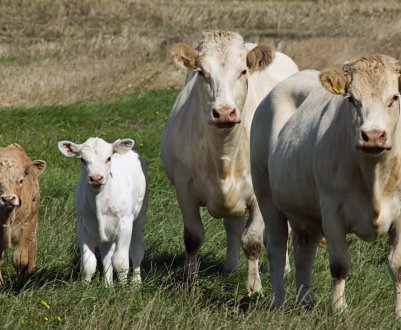 В Ірландії збільшується поголів'я молочних корів