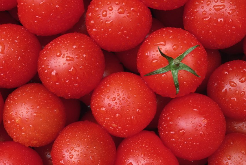 Врожай тепличних овочів і ягід Закарпаття знищений практично повністю Врожай тепличних овочів і ягід Закарпаття знищений практично повністю