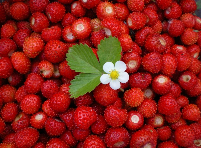 Врожай тепличних овочів і ягід Закарпаття знищений практично повністю Врожай тепличних овочів і ягід Закарпаття знищений практично повністю