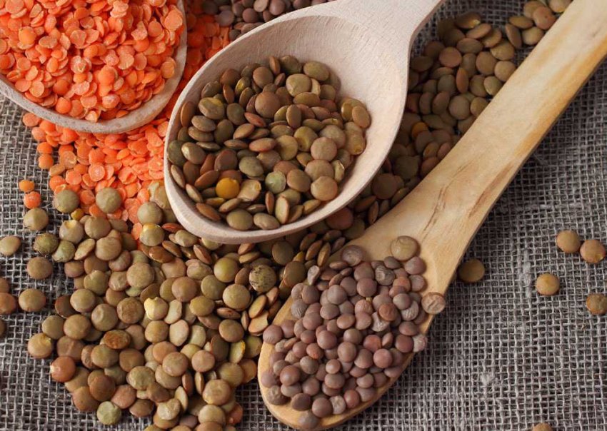 Властивості сочевиці