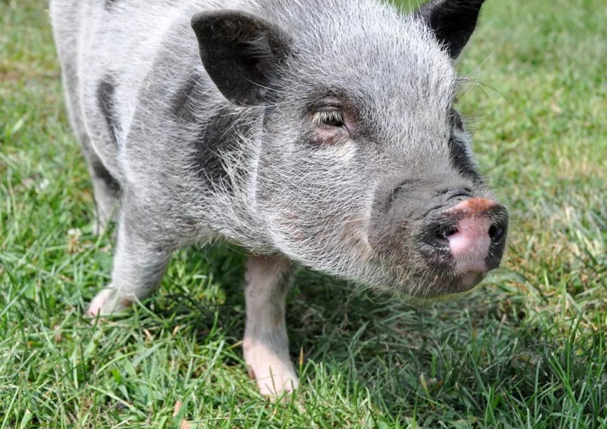 Український агрохолдинг KSG Agro робить ставку на племінне свинарство європейського рівня Український агрохолдинг KSG Agro робить ставку на племінне свинарство європейського рівня