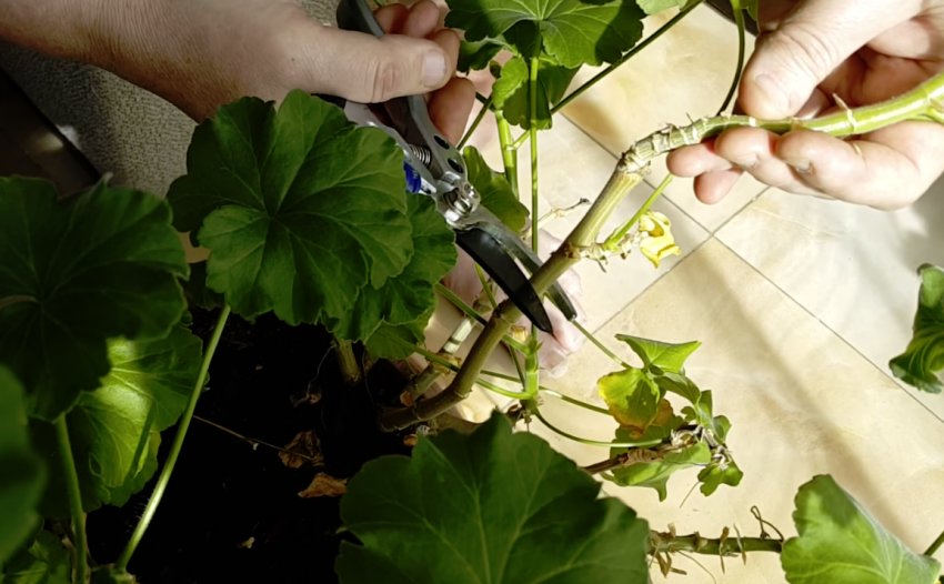 Обрізання герані Обрізання герані