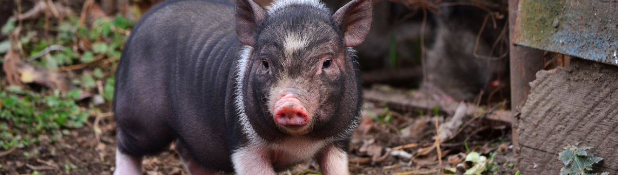 Український агрохолдинг KSG Agro робить ставку на племінне свинарство європейського рівня