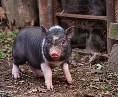 Український агрохолдинг KSG Agro робить ставку на племінне свинарство європейського рівня