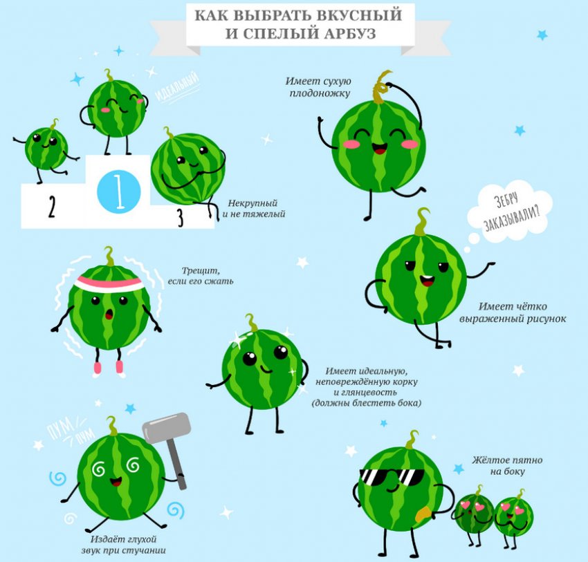 Як вибрати кавун Як вибрати кавун