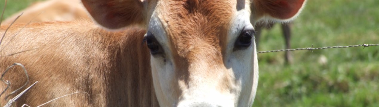 Ірландія: оновлена статистика щодо телятам