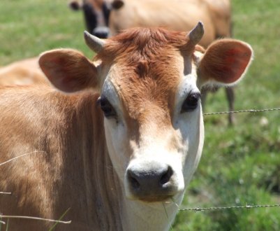 Ірландія: оновлена статистика щодо телятам