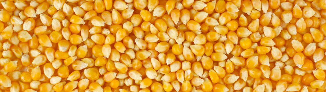 У Росії дешевшає «попкорн» для худоби