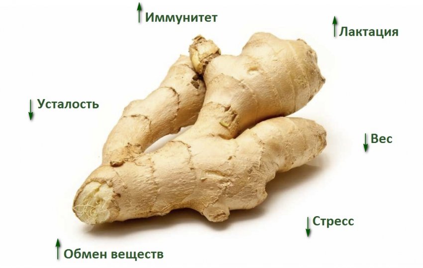 Польза имбиря