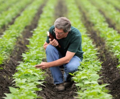 Вчені з Великобританії розробили інтернет-ресурс для виявлення диких родичів культурних рослин
