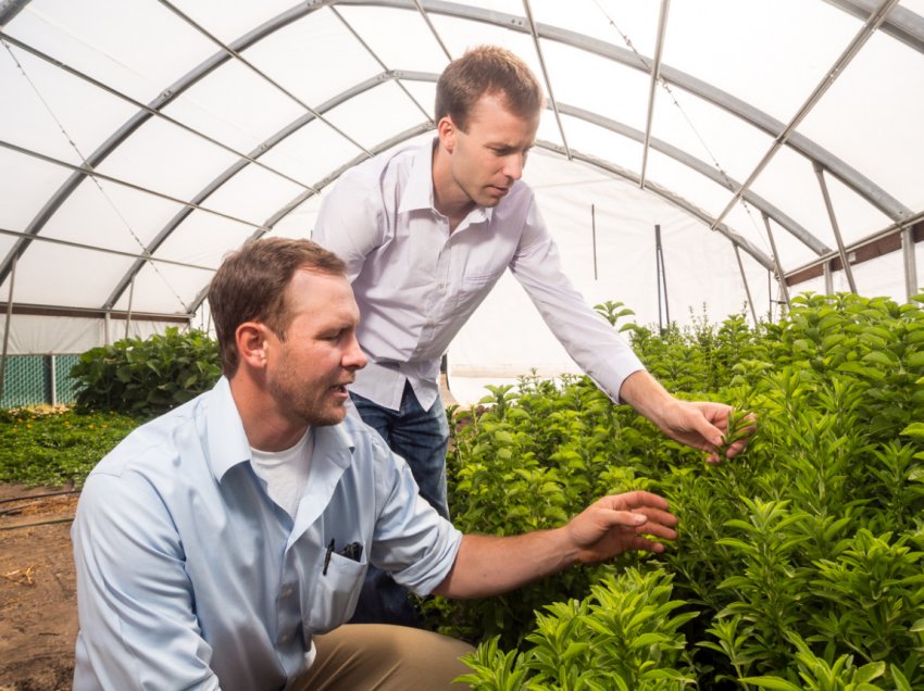 Учені з Великобританії розробили інтернет-ресурс для виявлення диких родичів культурних рослин