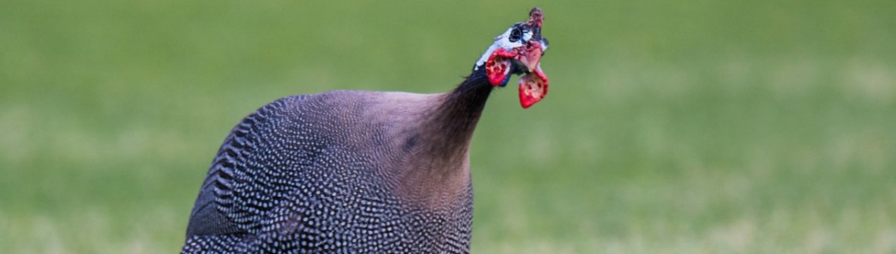 Коли несуться цесарки