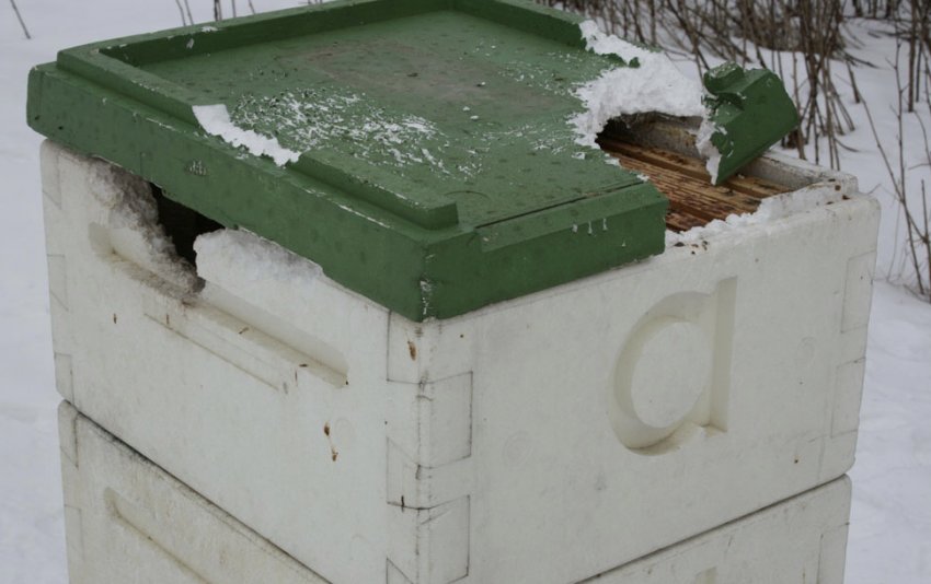 Вулик з пінопласту Вулик з пінопласту