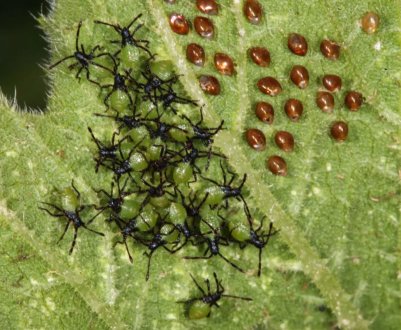 Нове британське відео про кар'єру в агрономії і ролі захисту рослин 