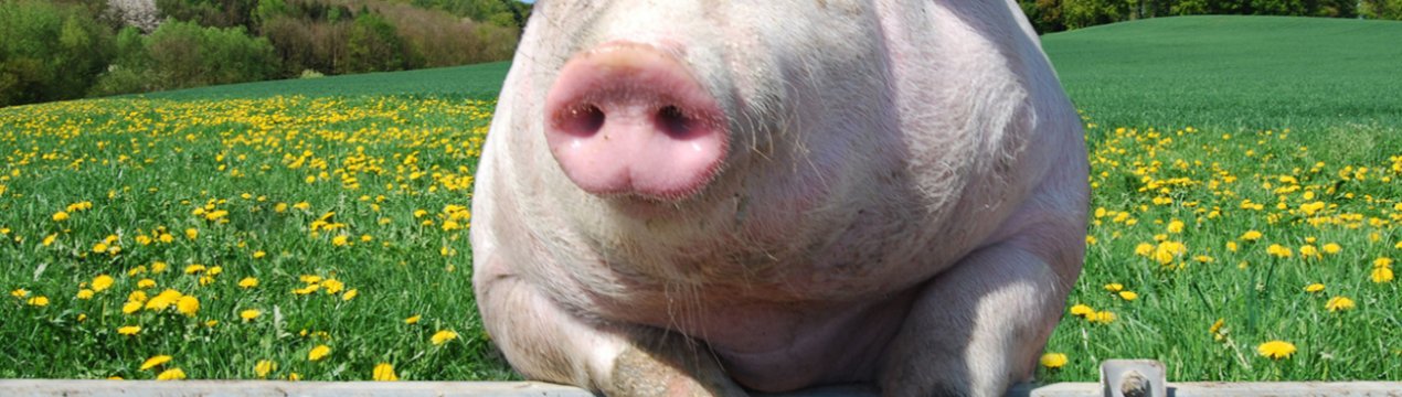 Названа область, де зареєстровано найменшу кількість спалахів АЧС