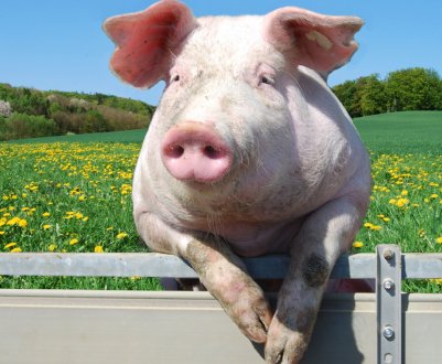 Названа область, де зареєстровано найменшу кількість спалахів АЧС