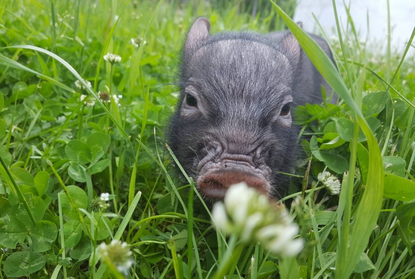 Названа область, де зареєстровано найменшу кількість спалахів АЧС Названа область, де зареєстровано найменшу кількість спалахів АЧС