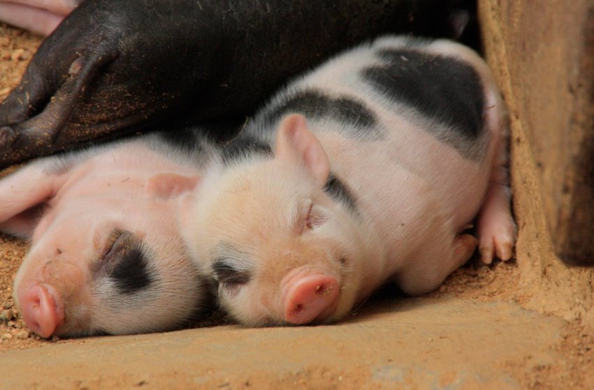 Названа область, де зареєстровано найменшу кількість спалахів АЧС Названа область, де зареєстровано найменшу кількість спалахів АЧС