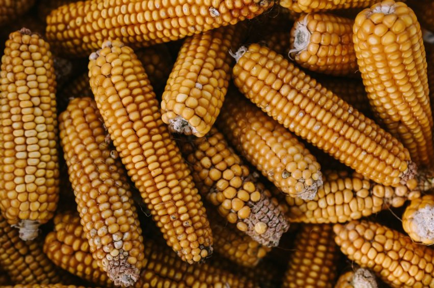 В Росії дешевшає «попкорн» для худоби В Росії дешевшає «попкорн» для худоби