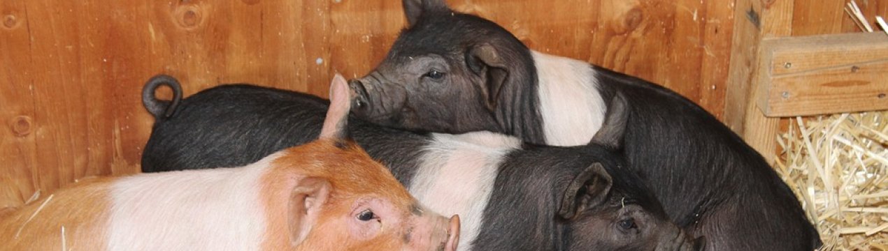 Новий випадок АЧС у Вінницькій області: свиноферма втратила більше 1000 свиней