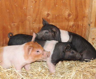 Новий випадок АЧС у Вінницькій області: свиноферма втратила більше 1000 свиней 