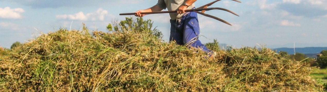 Томських фермерів ощасливлять десятками мільйонів рублів