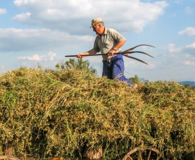 Томських фермерів ощасливлять десятками мільйонів рублів
