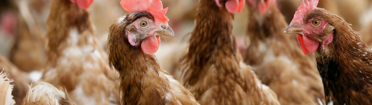 Мексика підвищила квоту на імпорт курей, щоб уникнути дефіциту поставок