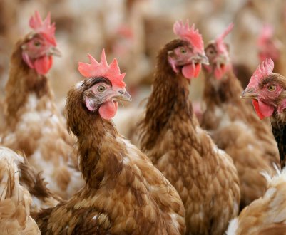 Мексика підвищила квоту на імпорт курей, щоб уникнути дефіциту поставок