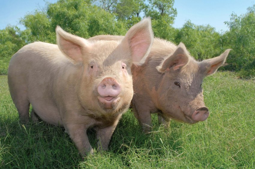 Новий випадок АЧС у Вінницькій області: свиноферма втратила більше 1000 свиней Новий випадок АЧС у Вінницькій області: свиноферма втратила більше 1000 свиней