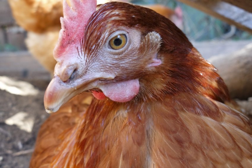 Мексика підвищила квоту на імпорт курей, щоб уникнути дефіциту поставок