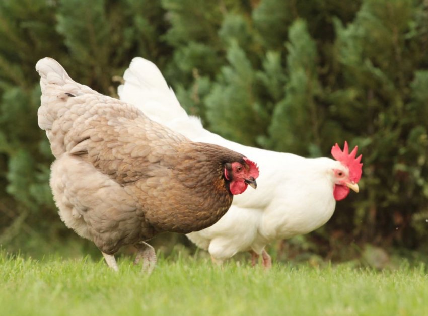 Мексика підвищила квоту на імпорт курей, щоб уникнути дефіциту поставок