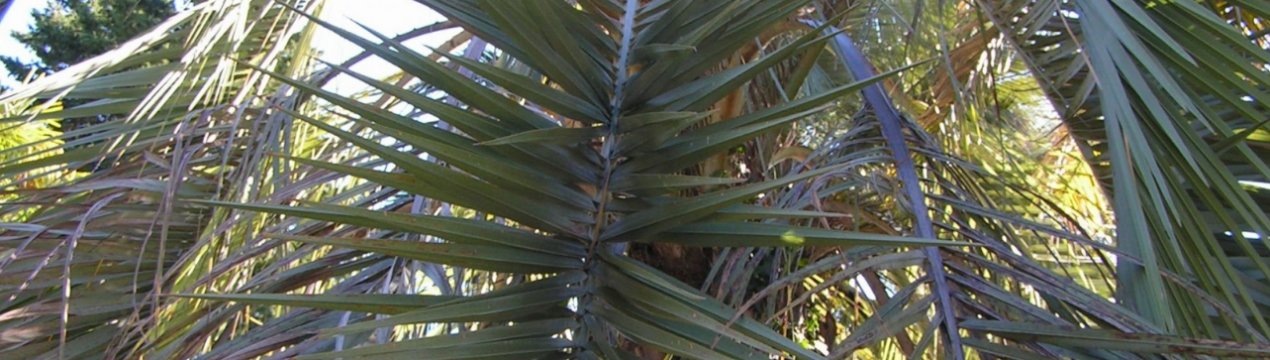 Пальма бутия: догляд в домашніх умовах