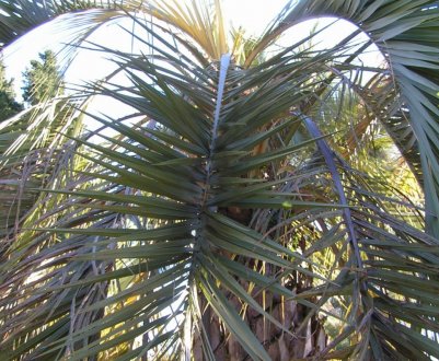 Пальма бутия: догляд в домашніх умовах